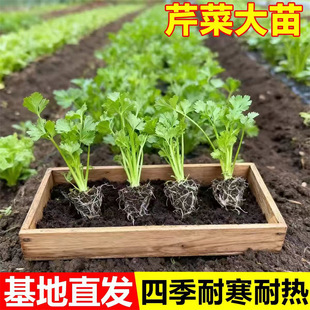 �۲������߲���N�������̨�Nֲ�ļ����������ͺ��׻�С�������l