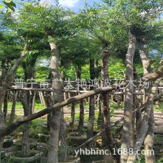 广东串钱柳树垂枝红千层行道树、园景树庭院公园校园游乐区路边树