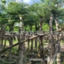广东校园庭院公园串钱柳