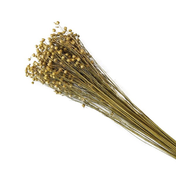 Acacia dried flower bouquet DIY flowers red wealthy bean home…