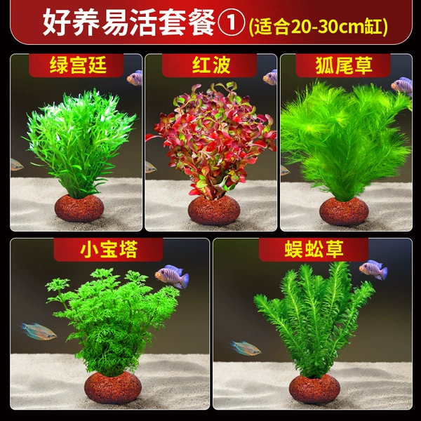 Good Nourishing Easy Live Package ① (Suitable for 20-30cm cylinder)