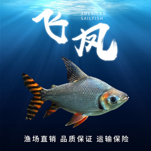 Tropical Ornamental Fish Straight-Striped Flying Phoenix Fry Live Gold Phoenix Silver Phoenix Thai Crucian Carp Middle Layer Garbage-Eating Fish Dragon Fish with Fish