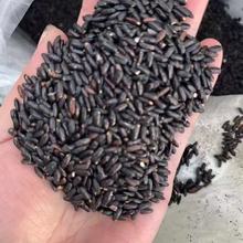 ���ᗗ�ʸ��ɽș�Q�����͌������w�� ��ڶ����S����������޼��