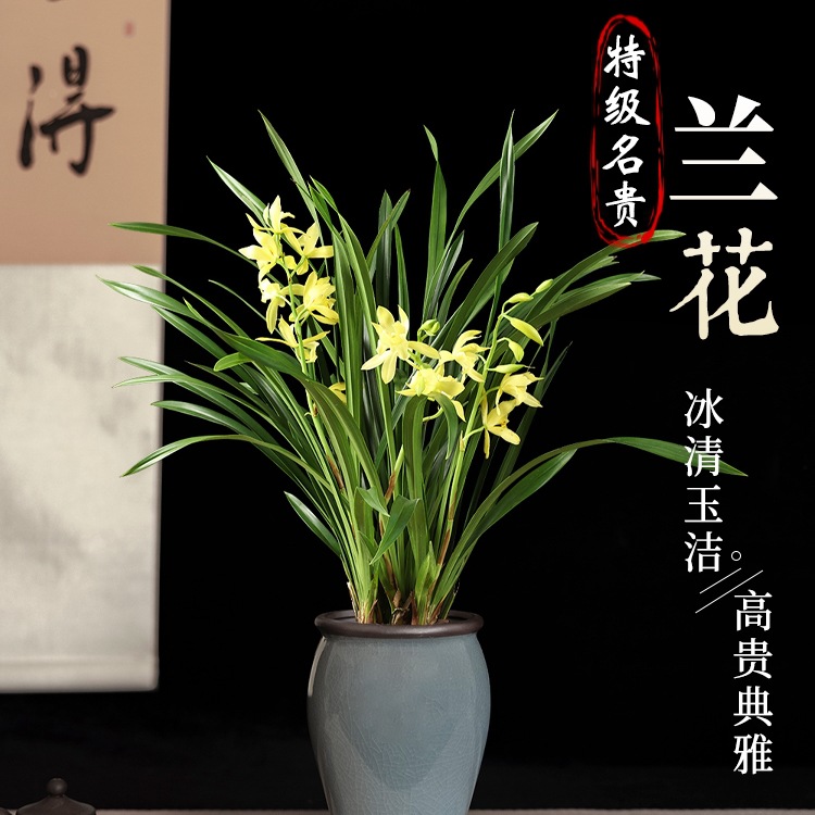 兰花盆栽带花苞大苗香兰草直销带土四季浓香名贵建兰花卉植物室内