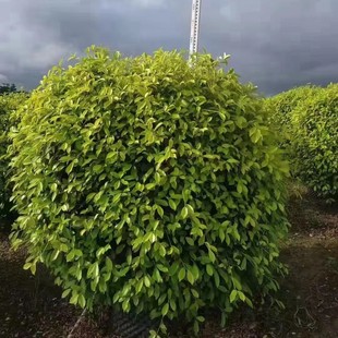 �S������ �S���žG�������� ͥԺ�Gֲ����ֱ�N