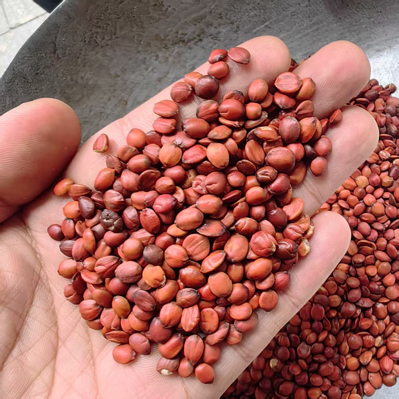 Sour Jujube Seed Suan Zao Ren Powder 500g Natural Dried Ziziphus Seeds Ground Fine key features