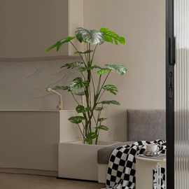 龟背竹室内客厅玄关落地大型盆栽装饰植物北欧侘寂风仿生绿植
