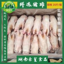 鲜冻猪蹄整只去毛干净无瘀血大小均匀纯干无冰烤猪蹄卤味连锁专用