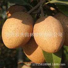 �������Ĺ�����烞�|�޽����Ĺ��������Ϸ��ļ��Nֲˮ���ɳԃ���