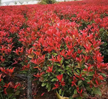 һ�����lͥԺ�e���G��ɫ���ֲ��t�~ʯ骶���t���^ľ���~С�~Ů