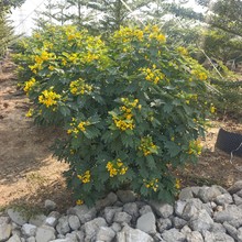 2061基地批发 丛生黄花槐球形 1-2米 黄花决明树  常绿冠木小乔木