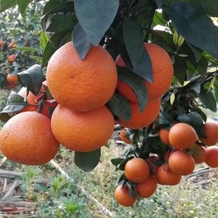 ɰ����������Դ�����Ә䱱���Ϸ�ͥԺ��ɳ�Ǹ̽��ļ��Nֲ