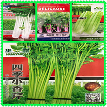 批發蔬菜種子綠色西芹香芹白梗實心芹菜約10克四季家庭陽台播種