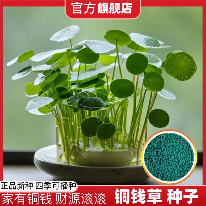 Семена денежного горца для гидропонного выращивания, семена крупнолистных цветов для всесезонного посадки в горшках на дворе и балконе.