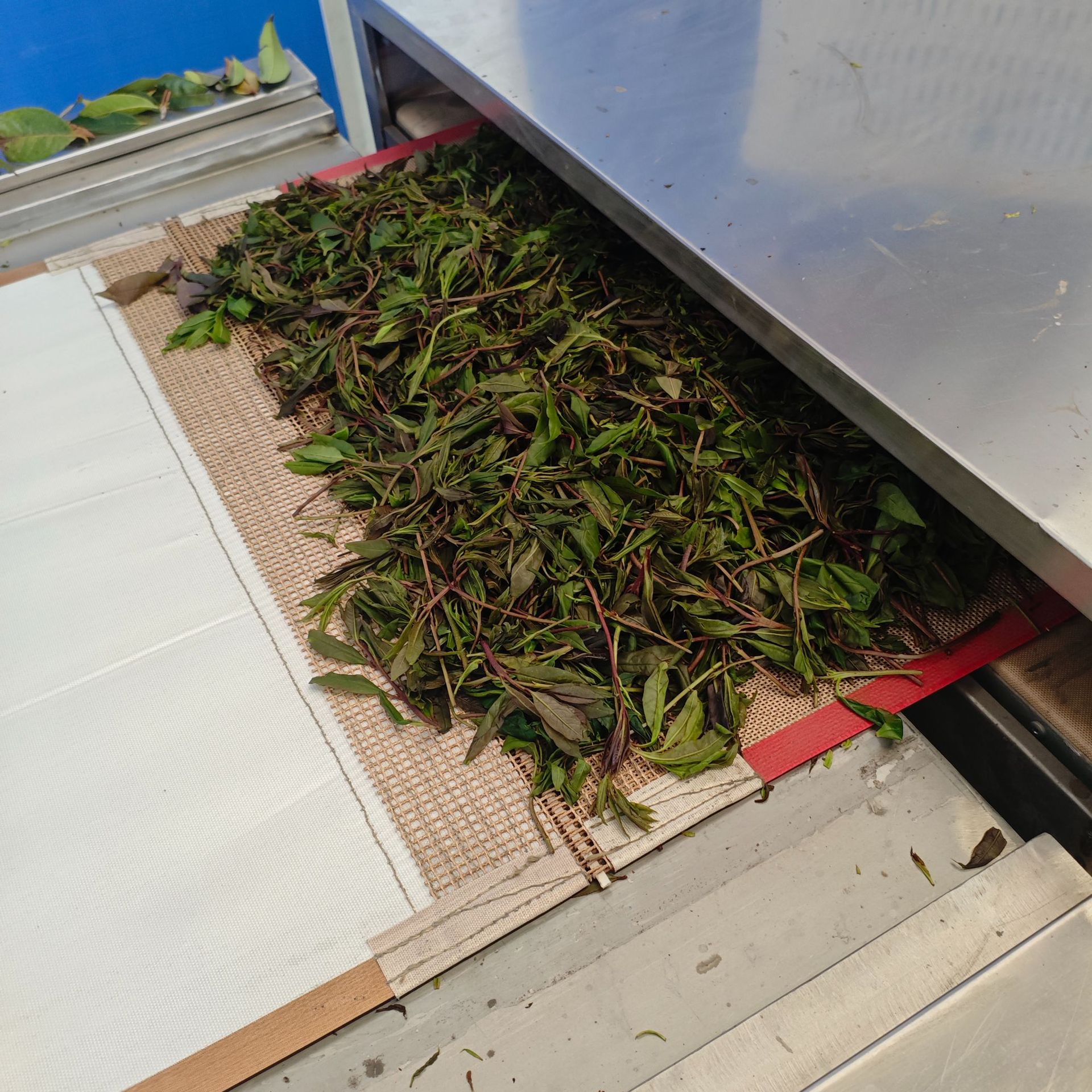 中草药遂道式微波杀青烘干机