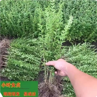 С�~Ůؑ�����ļ����������ͺ������ͺ�ˮϞ��ͥԺ�h�����ļ����G
