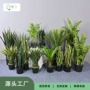 仿真定制剑麻苏铁绿植