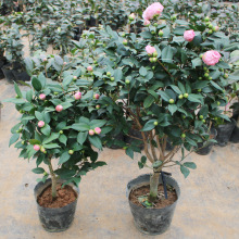 һlɽ軨ԝļ҃ȻܾGֲɫ൤軨