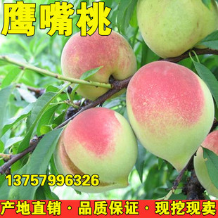 Fruit Saplings, Eagle-Beak Peach Saplings, Eagle-Beak Peach Grafted Peach Saplings That Bear Fruit in the Same Year, Planted in the Courtyard in the South and North