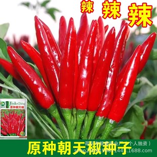 ���콷�N��С�׽���ʽ��߲ʽ������N��ԭ�b�ļ��߲˷N�Ӵ�ȫ���l