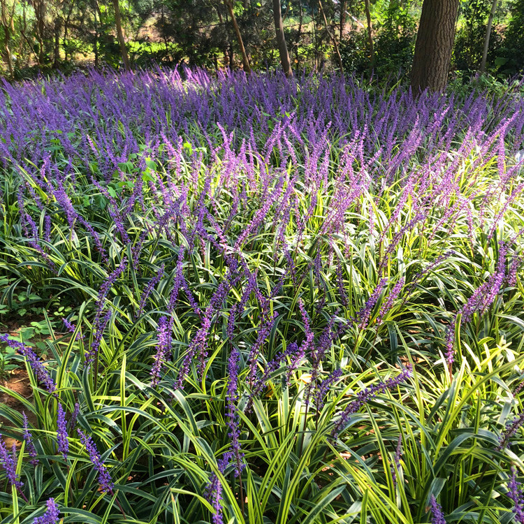 新鲜金边麦冬草庭院花园林绿化地被兰草耐寒好养植物花卉四季常青