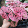 [Direct supply of the base] Observation plant small potted room indoor plant flowers 90#watermelon red color leaf taro