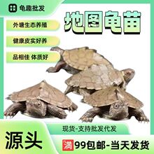 地图龟乌龟活物外塘批发观赏宠物深水乌龟好养易活支持代发送龟粮