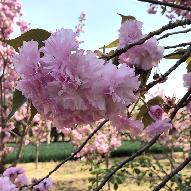 基地现挖当年开花日本晚樱早樱苗盆栽地栽庭院种植樱花苗