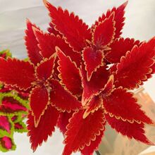 ���~�����Ի�������K�^�~ֲ���҃��̨ͥԺ�ļ����t�_�����B�Gֲ