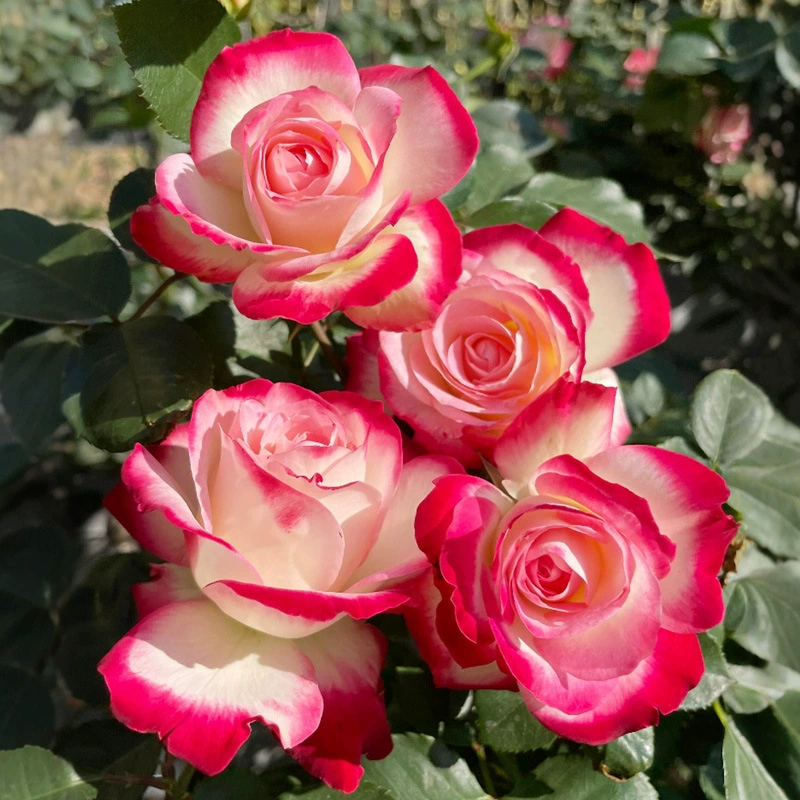 Дропшиппинг Монако Дюк роза крупный рассадный горшок разноцветные крупные цветы, меняющие цвет круглый год