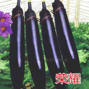 Long Eggplant Seeds, Purple Calyx, Purple Handle, Long Eggplant Seedlings, Grafted Seedlings, Purple and Black Eggplant Seeds, High Yield, Good Taste, Glory