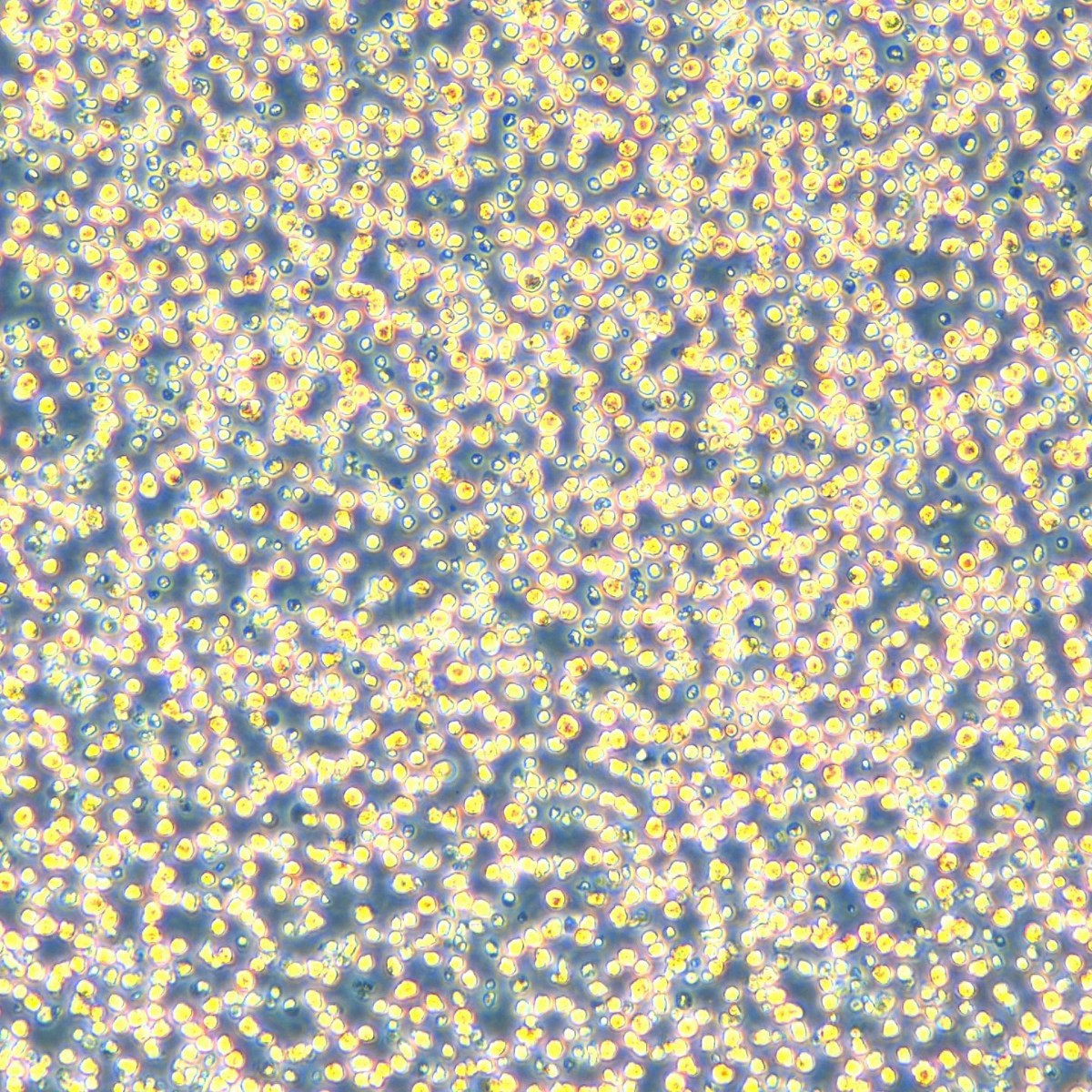 2025-08-20 13:17:09.jpg