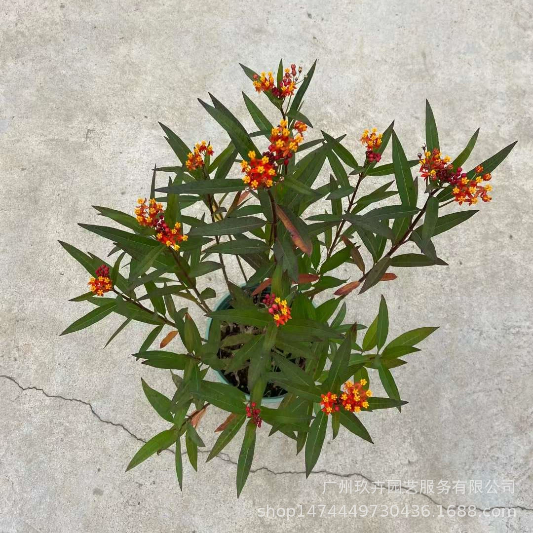 Корона молочай оранжевый молочай многолетнее травянистое растение двор клумба зеленое растение срезанный цветок Горшечное растение