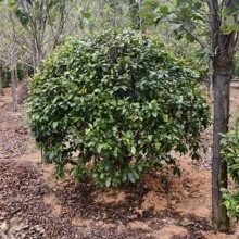 2411Bԭ�ؼ�ֲ��1.5-2�� �ڷ�1.5-1.8�׸��ϻ���Ц�� ������Ц