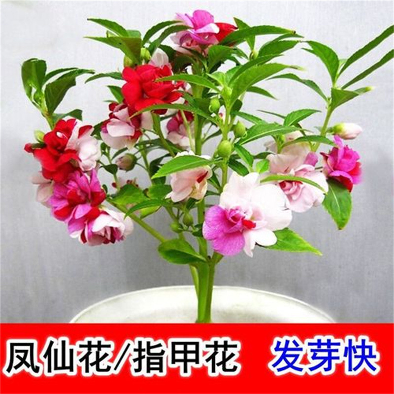 Double-Petaled Impatiens Seed Seedlings Henna Dyed Nail Grass Seeds Student Experiment Set Flower Seeds Easy to Live in All Seasons Double-Petaled Impatiens Seed Seedlings Henna Dyed Nail Grass Seeds Student Experiment Set Flower Seeds Easy to Live in All Seasons