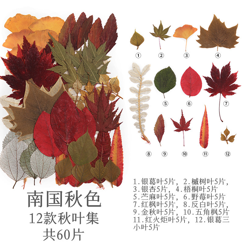 남부의 가을빛 (60장)