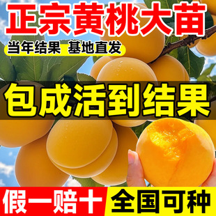 �S�Ҙ����Ҙ���綬�Ҽ޽����ϱ���ͥԺ�ļ��Nֲ������箔��Y��