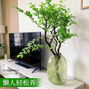 ���W�tС�~Ůؑ���r֦�r��ˮ��Gֲ�[���҃��ļ����˺��B�Gֲ����