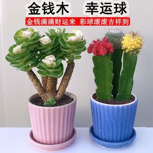 Plants, Money, Wood, Succulents, Cactus, Indoor Green Plants, Florals, Easy to Grow for Lazy People, Potted Plants, Festival Gregk