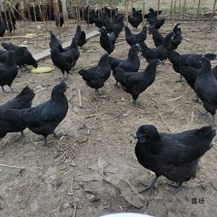 快下蛋五黑鸡青年五黑鸡成年乌骨鸡绿壳蛋鸡贵妃鸡2只包邮-阿里巴巴