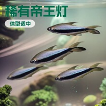 �S��������~ϡ�е������ڵ���ˮ�ݸ׻��BȺ�ΟᎧ��ˮ�^�p�����~