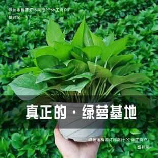 �G�}�����҃�������ȩ�L�ٴ������~180��̖�G�j�·�ˮ�໨�ܾGֲ