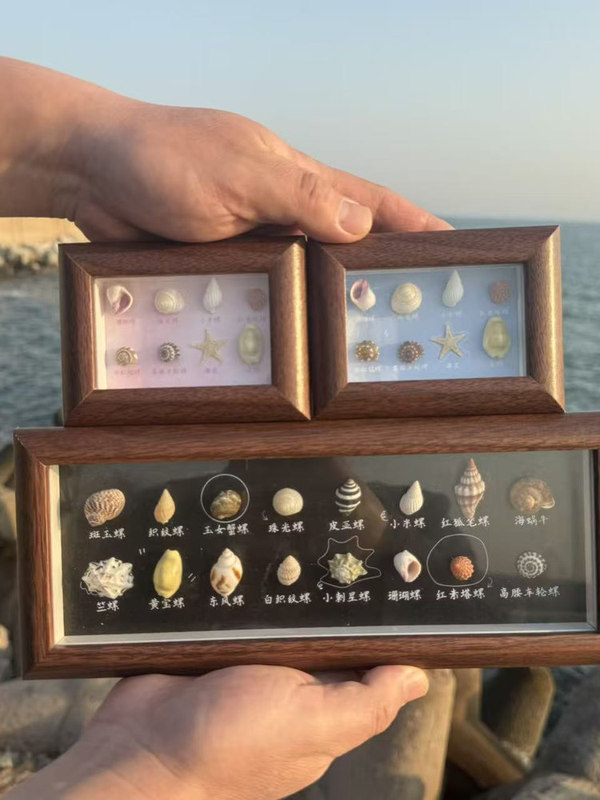 Natural Shell Conch DIY Specimen Making, Wall Art, Handicrafts, Ornaments, Photo Frames, Creative Home Decoration Products
