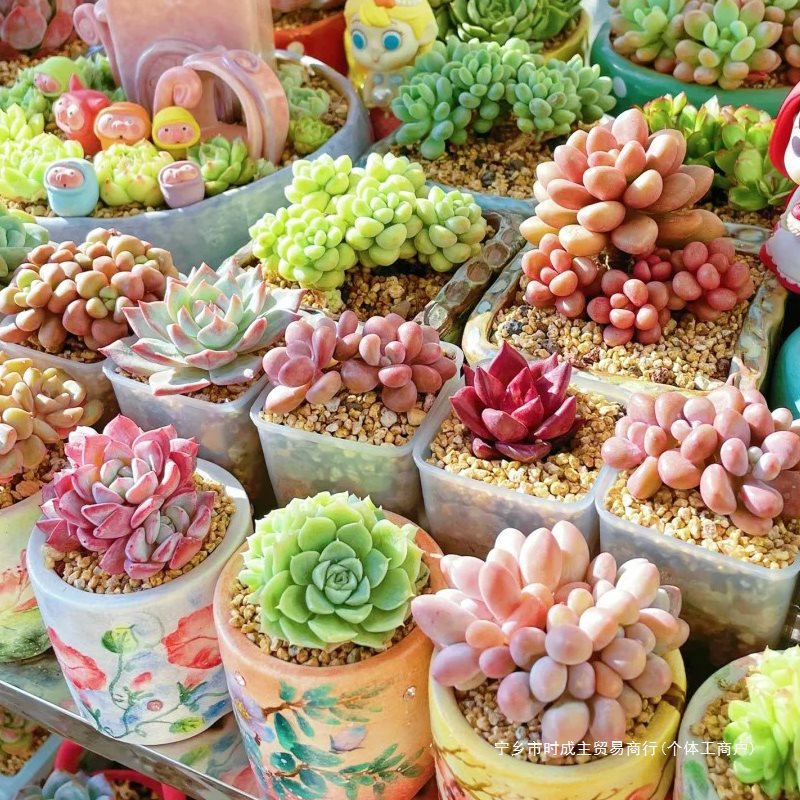 Succulent plant kindergarten Green plant small potted flower meat…