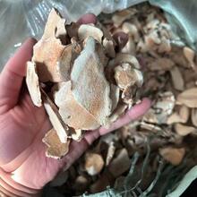 ������չ���ؔ��������߸ɰ������߸�Ƭ���r��������߸��uѪ��