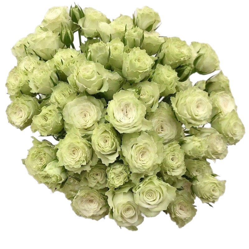 多头泡泡小玫瑰蔷薇花百合家用鲜花水养花家包邮情人节|undefined