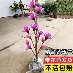 �����������̨ͥԺ�ͺ��������m���������Ե����辰�t�������m��