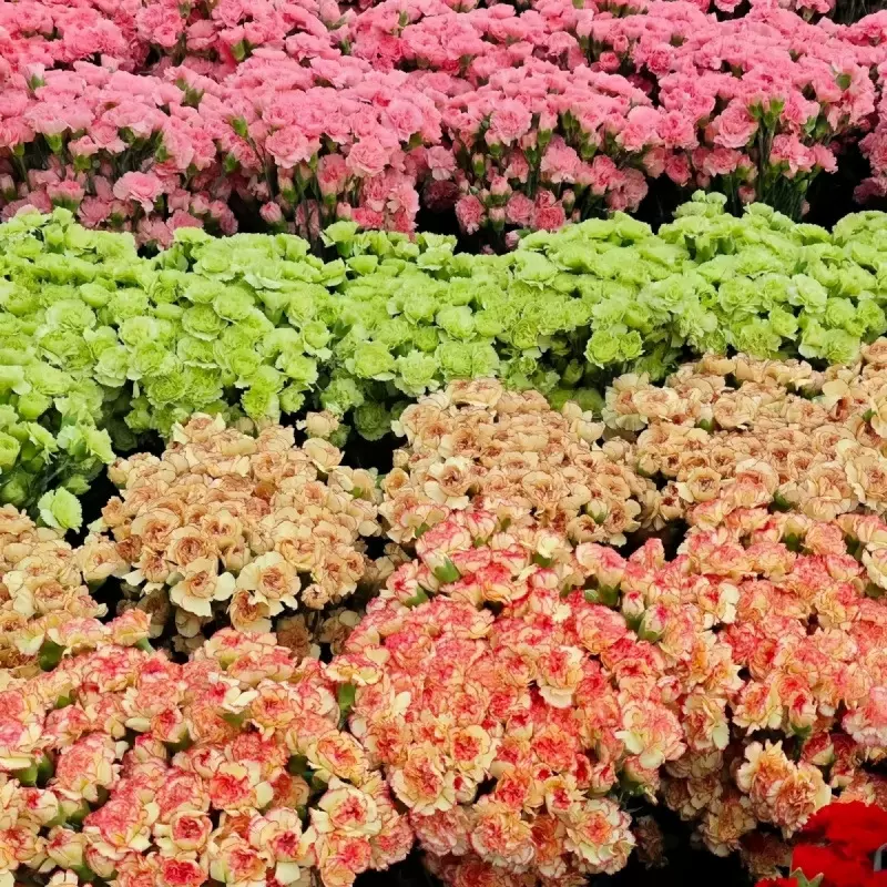 康乃馨鲜花云南昆明基地直发母亲节居家摆件送朋友闺蜜水养礼物