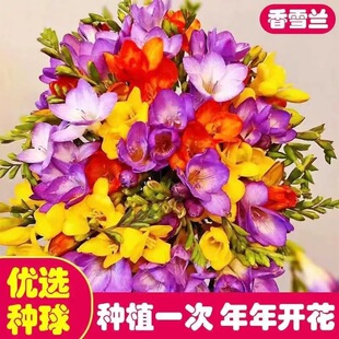 �ذ���ѩ�m�N��༾�_���׻�ֲ��С�n�m�����҃�����B�������