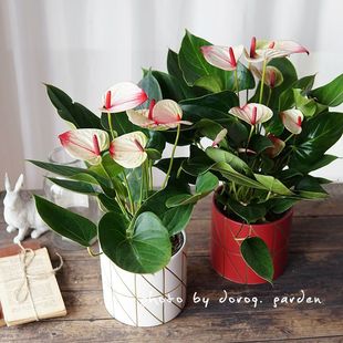 Peach Red Lips, Anthurium Pink Palm, Sweet Dream Indoor Potted Plant, Four-Season Flowering Hydroponic Plant, Four-Season Evergreen Florals and Green Plants